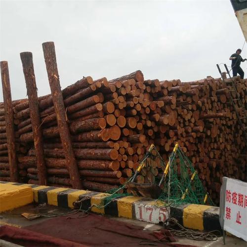 广西进口原木落叶松原木大量销售找联友木材